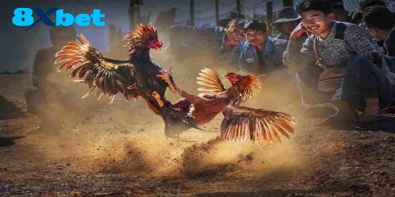 Bí kíp tham gia sảnh Đá Gà Thomo tối ưu nhất