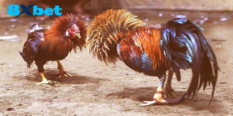 Các quy định cơ bản trong sảnh Đá Gà Thomo