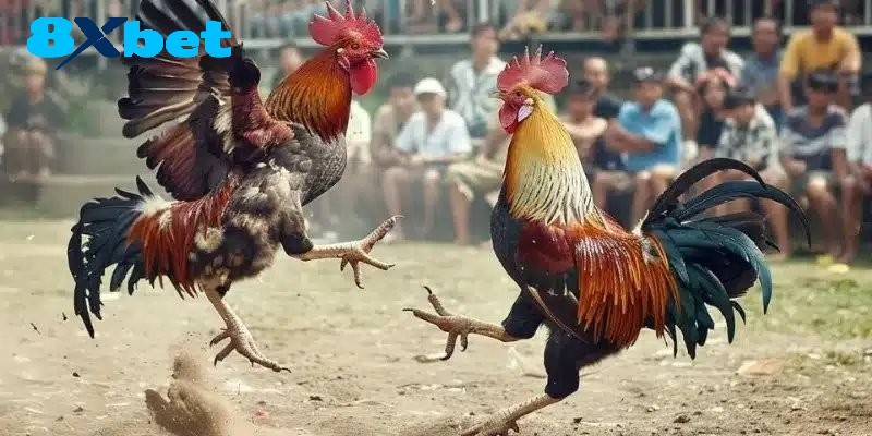 Điểm đặc sắc của sảnh đá gà 8xbet là gì?