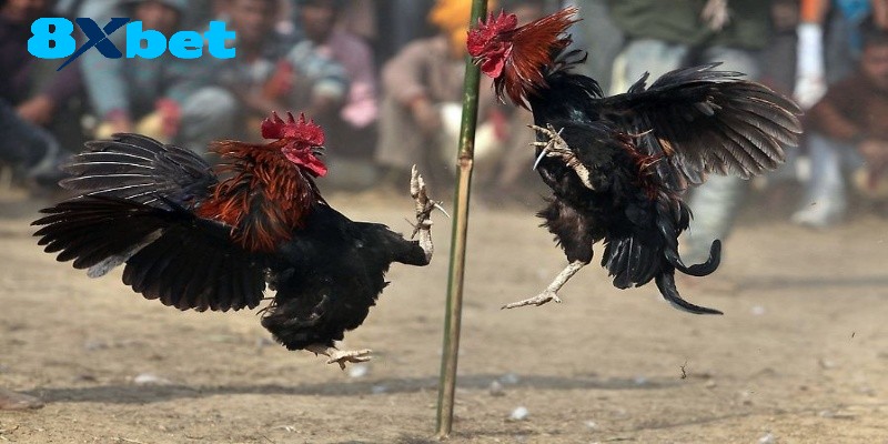 Những nét cơ bản về sảnh Đá Gà Thomo tại 8xbet