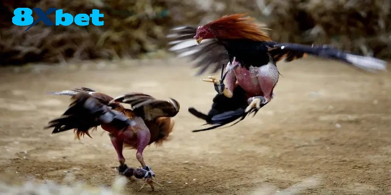 Phương pháp tham gia đá gà 8xbet hiệu quả từ cao thủ